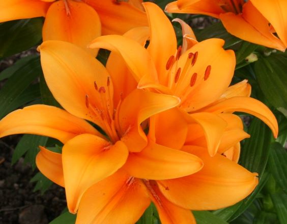 orange lily s